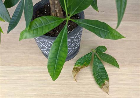 money tree dying|money tree leaves turning brown.